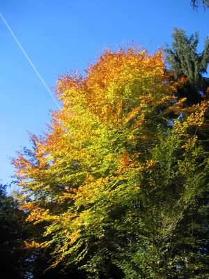 Bunter Baum
