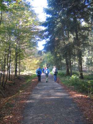 Weg zum Buchenberg