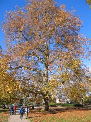 Großer Baum