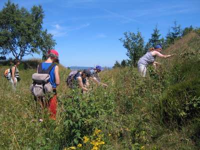 Beeren pflücken