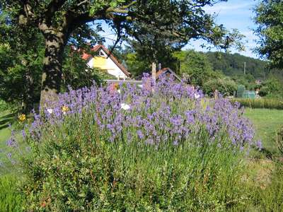 Lavendel