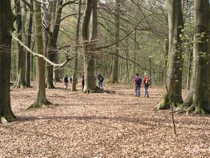 Waldweg