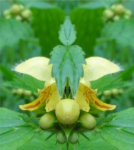 Blumenspiegel