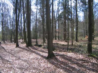 Im Wald2