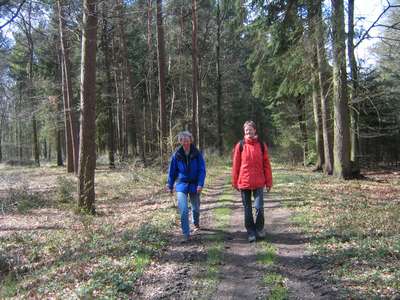 Im Wald 1