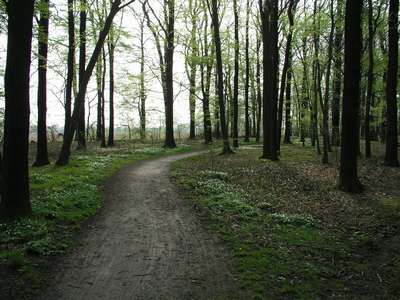 Weg in den Wald