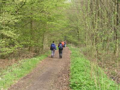 Waldweg